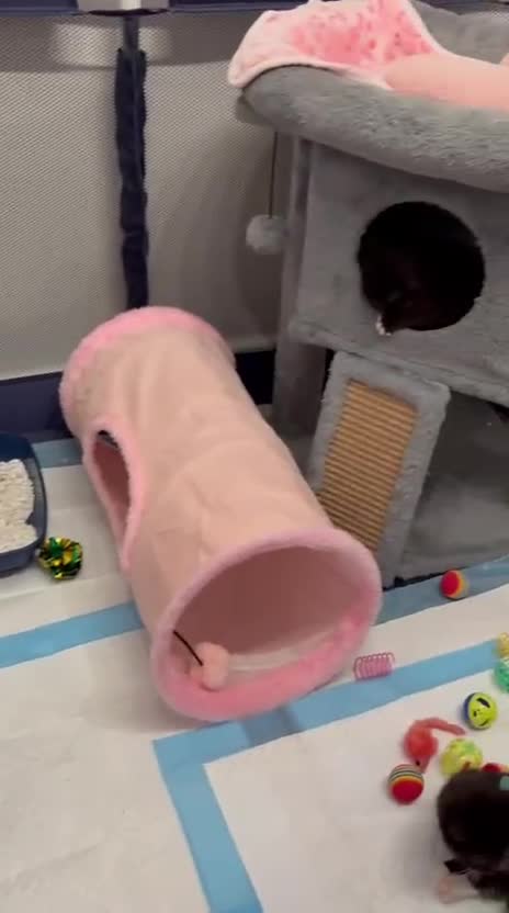 British Shorthair cats for sale: British short hair cross breed - Video 1