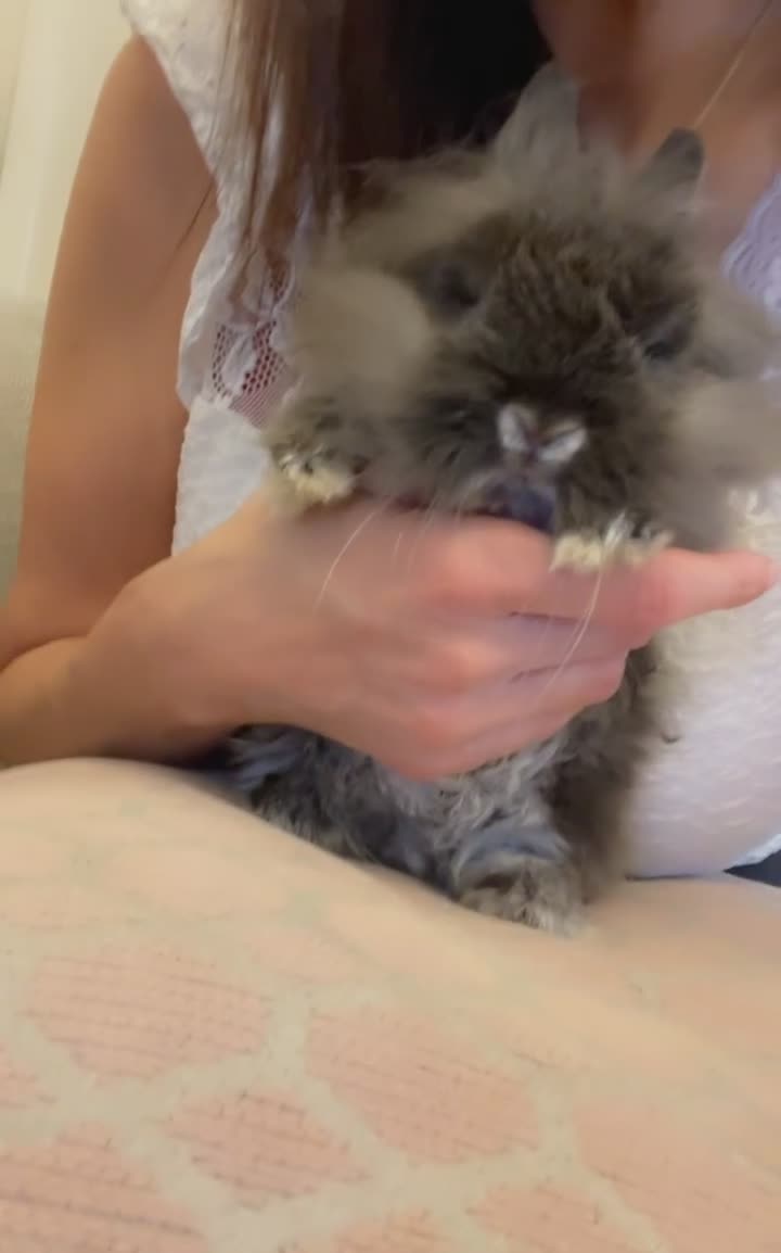 Netherland Dwarf rabbits for sale: Netherland Dwarf / Miniture Lionhead babies - Video 3