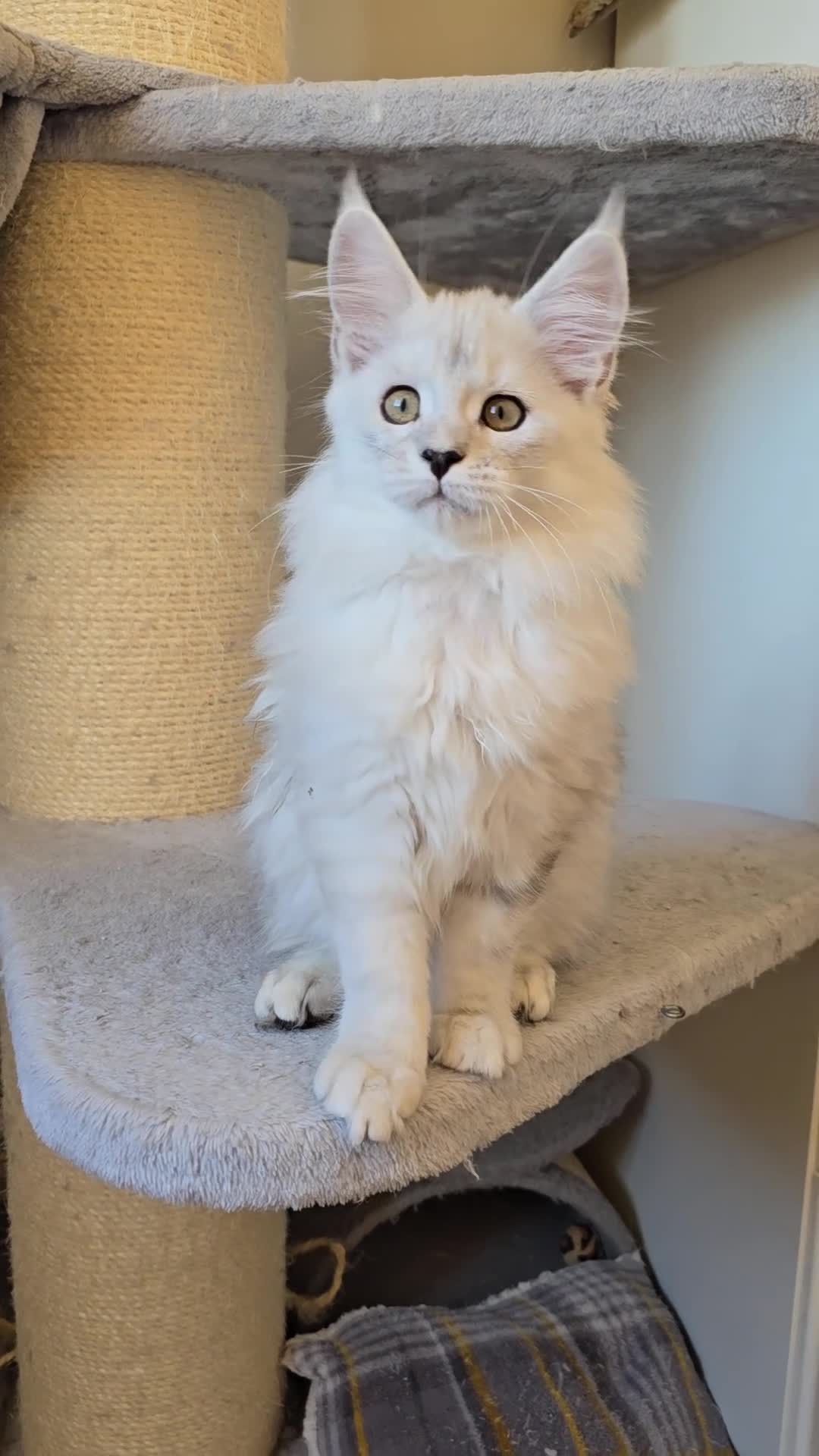 Maine Coon cats for sale: Blue Shaded Maine Coon kittens - Video 4