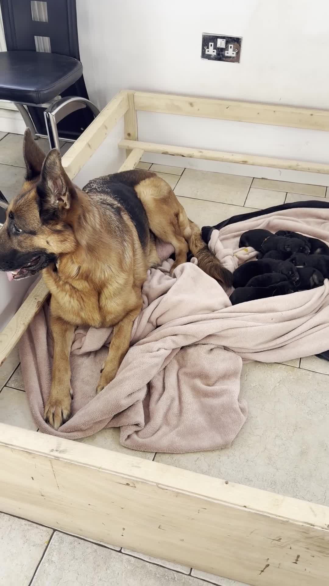 German Shepherd dogs for sale: Stunning GSD puppies by champion dog  - Video 5