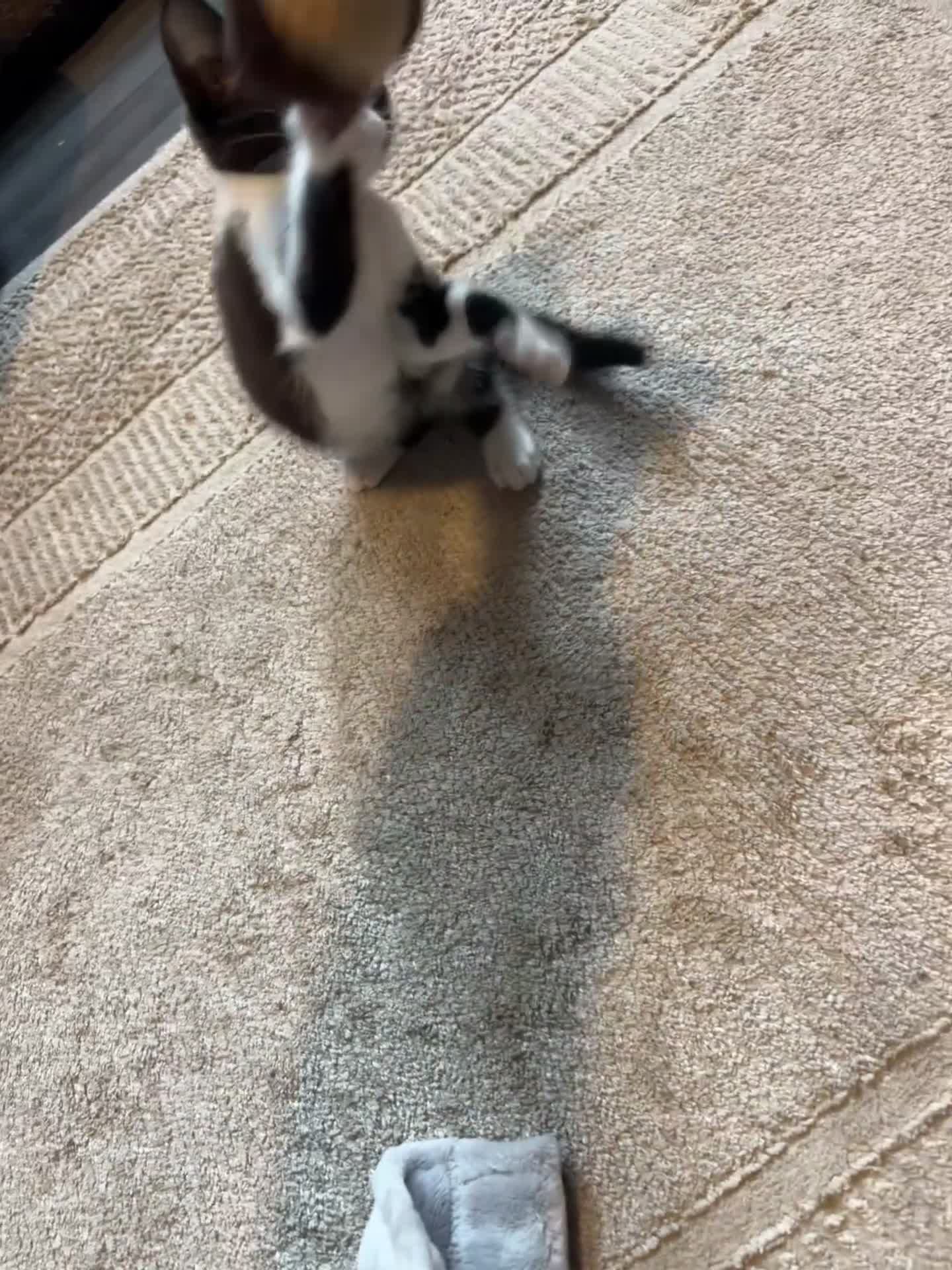 Domestic Shorthair cats for sale: 2 Female & 1 Male adorable baby kittens for SALE🐈 - Video 1