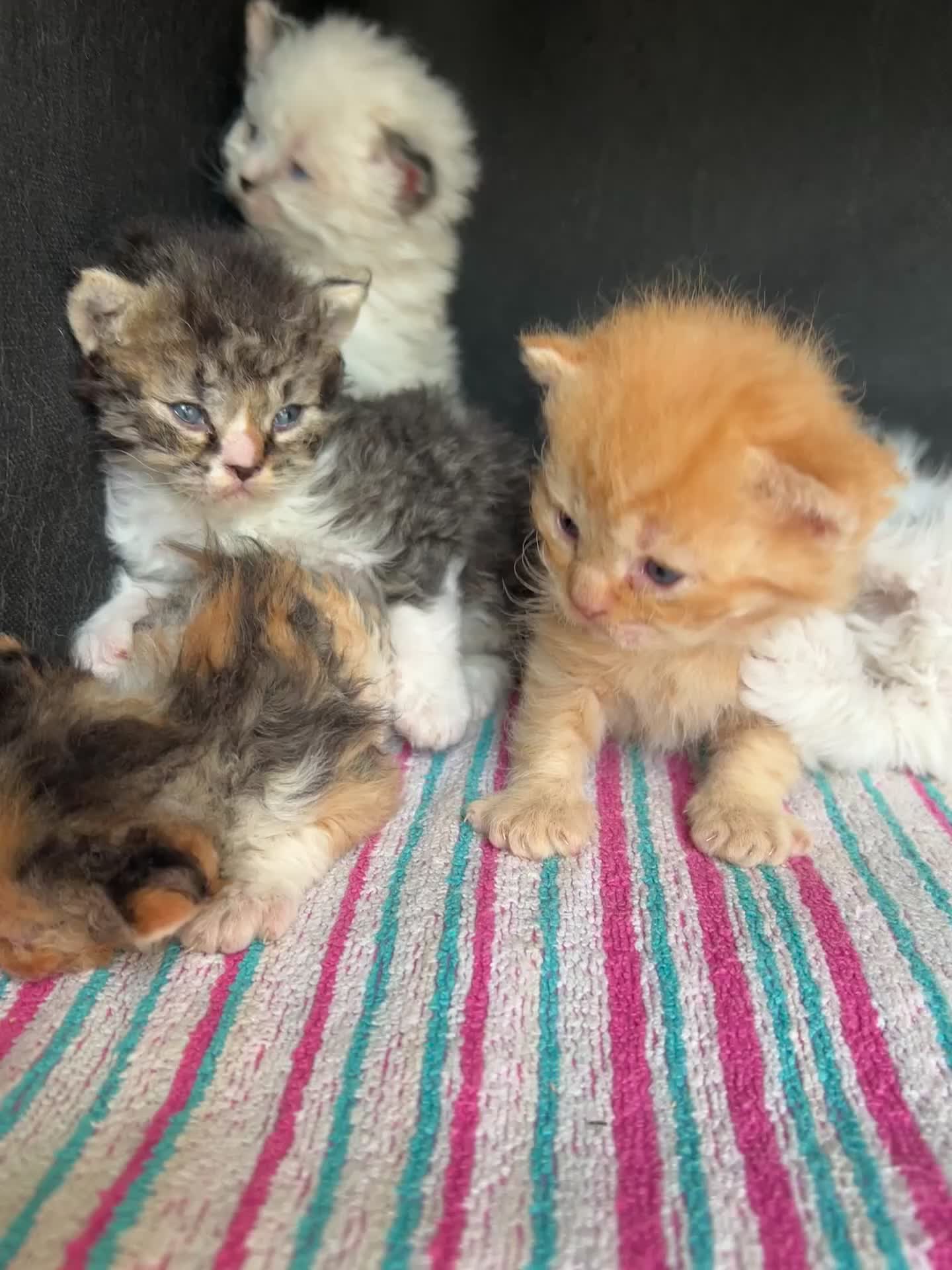 Selkirk Rex cats for sale: Beautiful Selkirk rex kitten  - Video 1