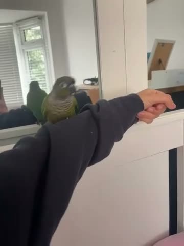 Conures birds for sale: Hand-tamed conure - Video 1