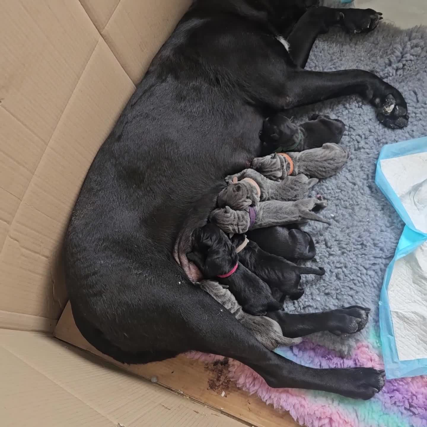 Cane Corso dogs for sale: Cane corsos  in Whitehaven - Video 1
