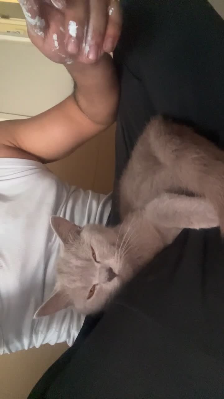 British Shorthair cats for sale: Beautiful British Shorthair Female – 1.5 Years Old - Video 1
