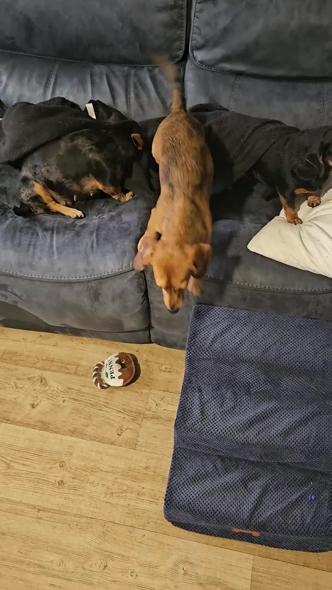 Miniature Dachshund dogs for sale: 7 month shaded cream dapple girl -read in full pls - Video 1