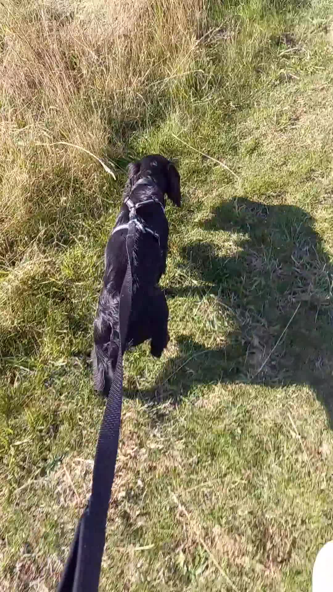 Cocker Spaniel dogs for sale: Working cocker spaniel puppy  - Video 1