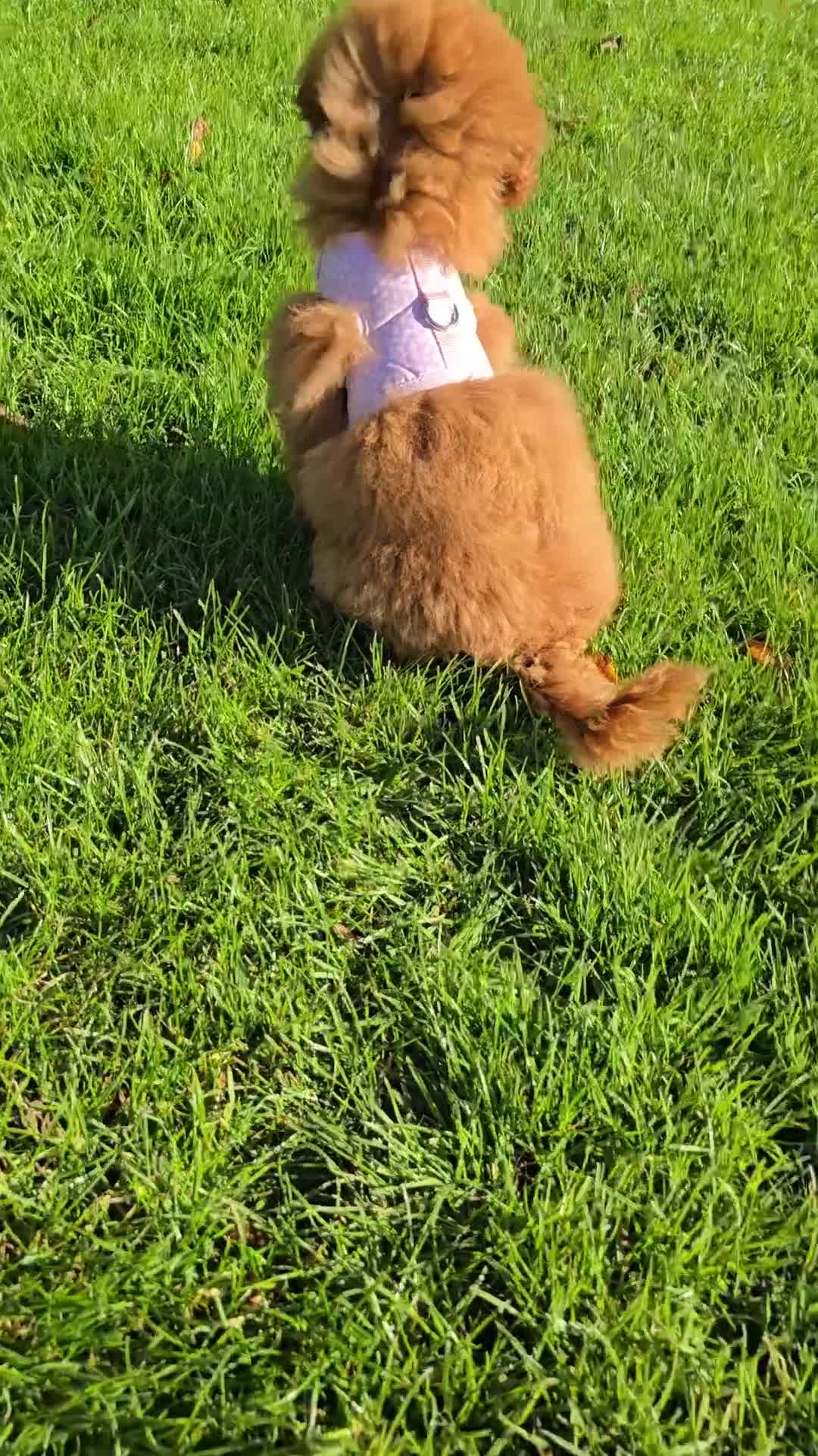 Miniature Poodle dogs for sale: KC Red miniature Poodle with excellent pedigree  - Video 1