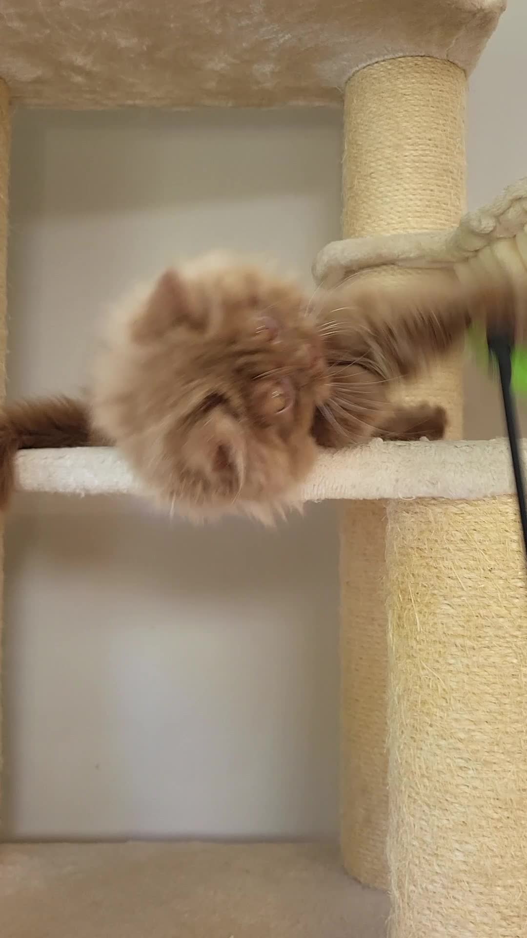 British Longhair cats for sale: Stunning Cinnamon Tica Registered Boy - Video 1