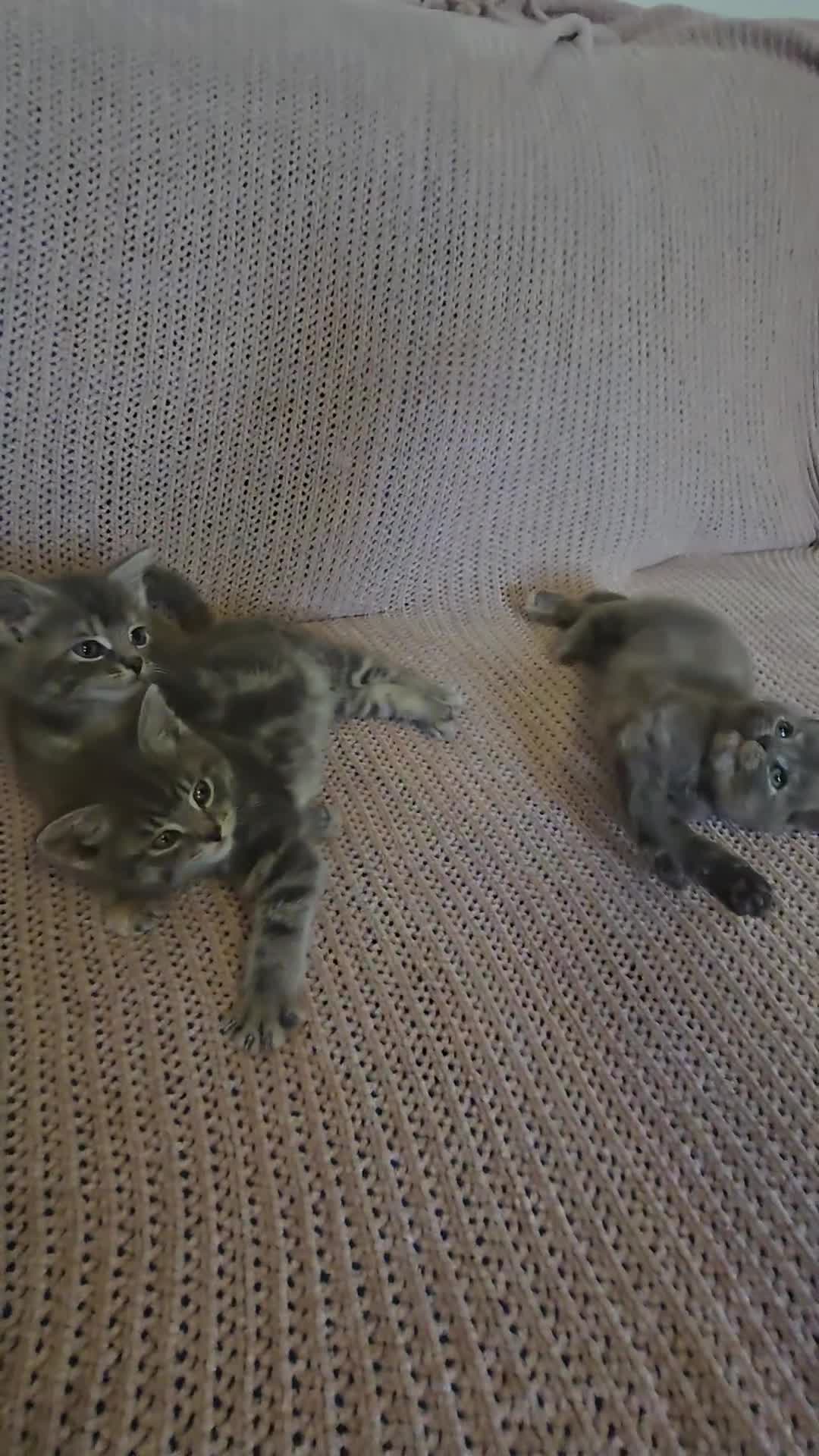 Mixed Breed cats for sale: Beautiful kittens  - Video 1