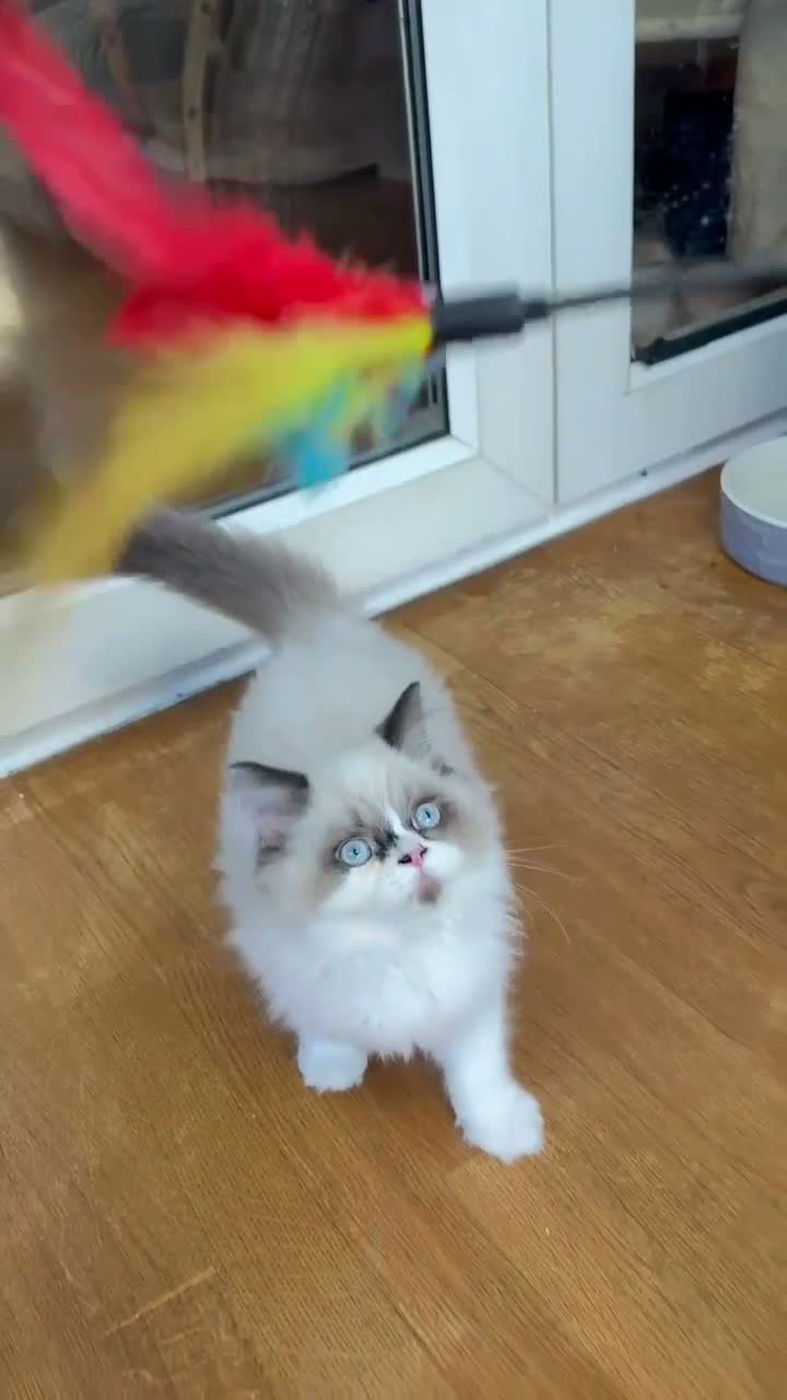 Selkirk Rex cats for sale: Two kittens left  - Video 1