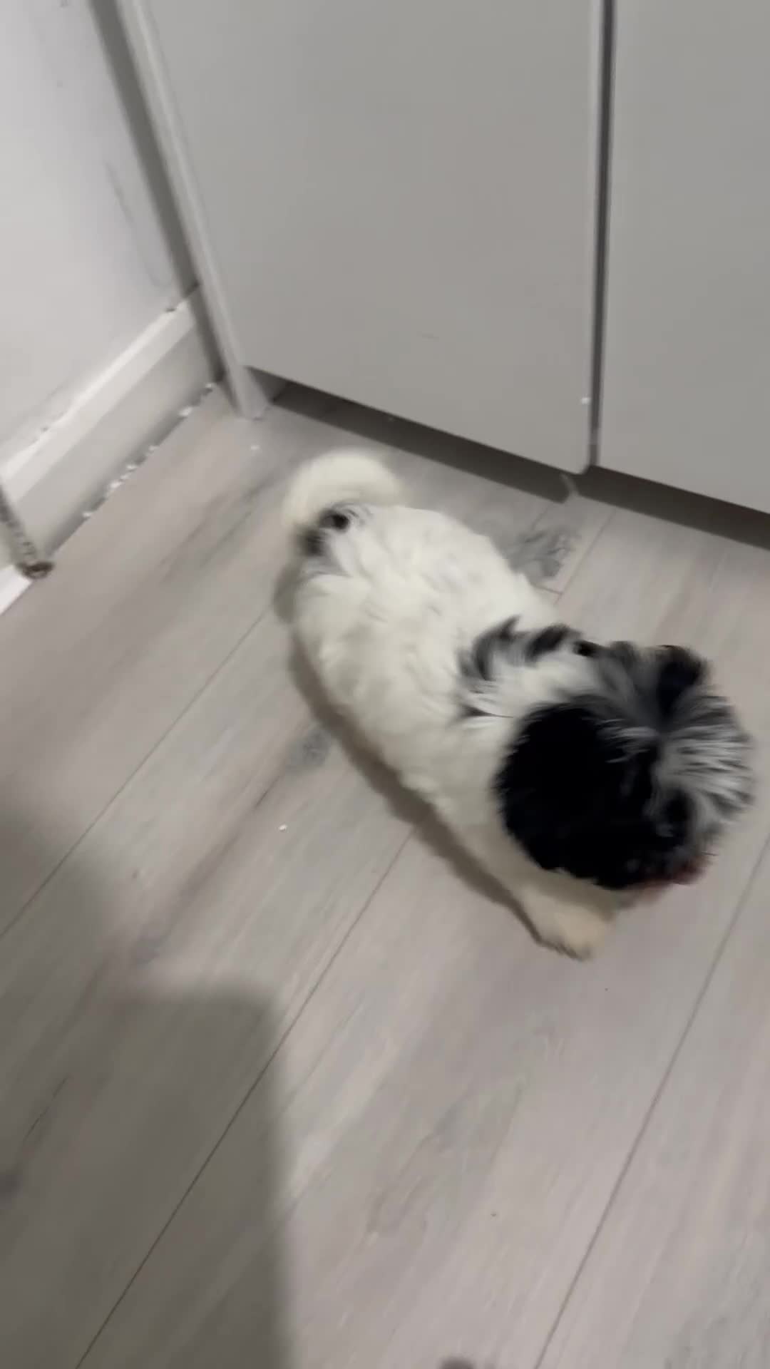 Yorkshire Terrier dogs for sale: Brewer terriers  - Video 2