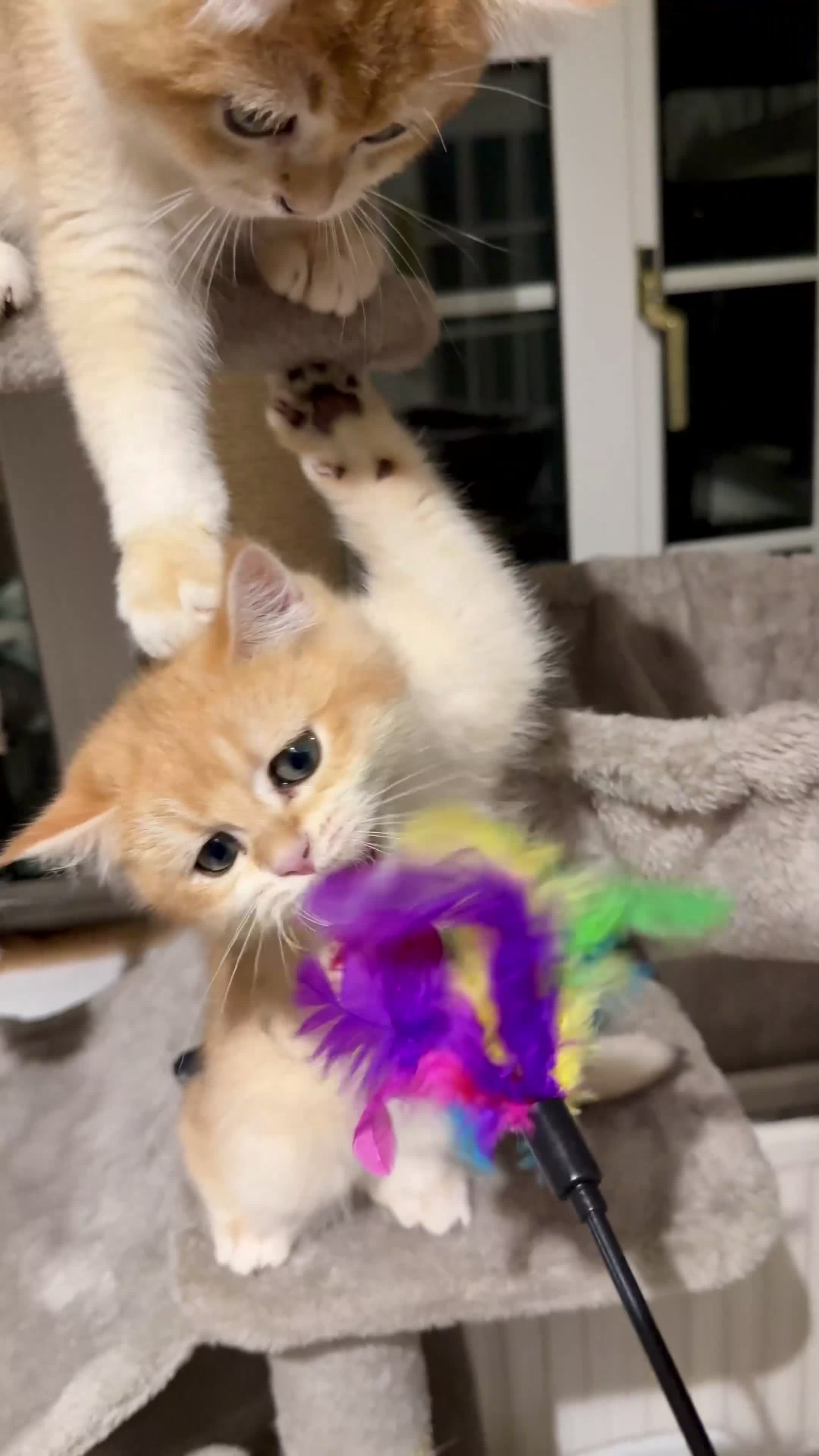 British Shorthair cats for sale: ⭐️Golden and Blue Golden Chinchilla kittens⭐️ - Video 1