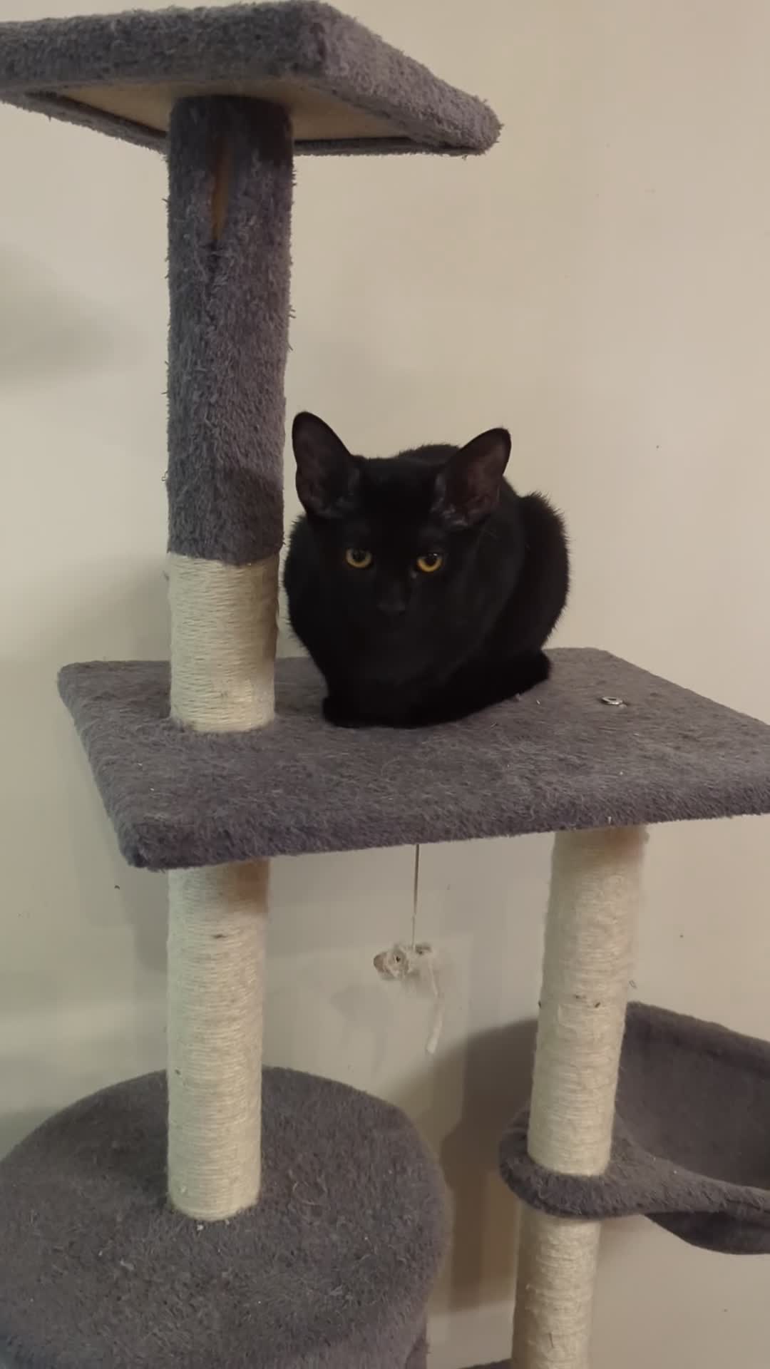 Mixed Breed cats for sale: Black short hair kitten with sphynx mother - Video 1