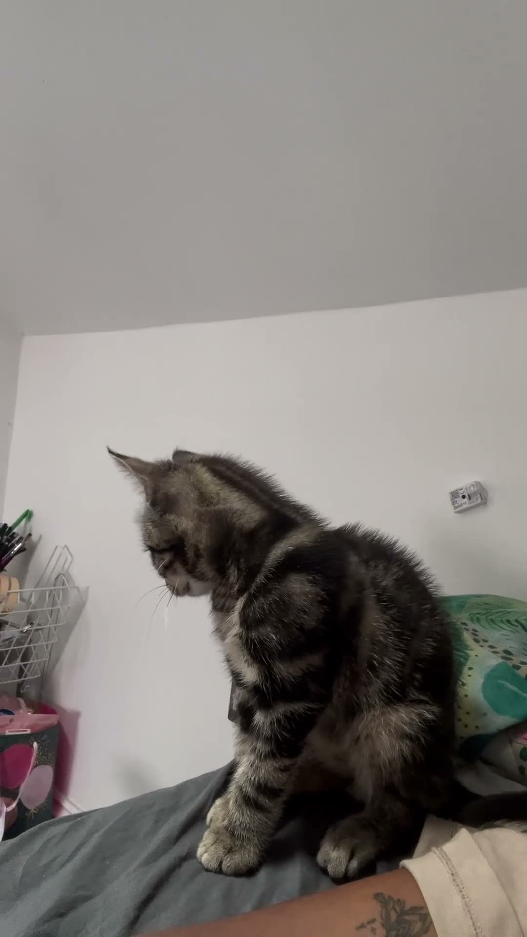 Bengal cats for sale: 13 week old lost and found kitten boy  in Cardiff - Video 2