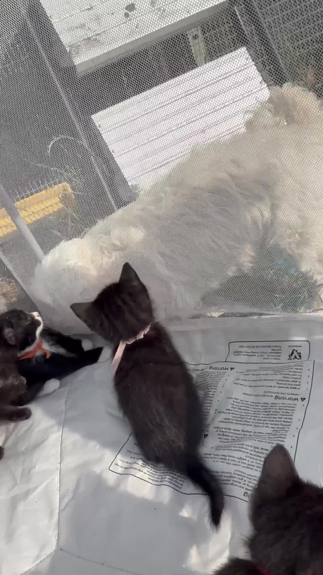 Mixed Breed cats for sale: Litter of Kittens For Sale - only 1 Male left in Dunstable - Video 2