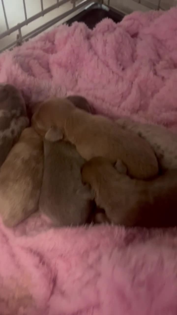 Mixed Breed dogs for sale: Xxx TINY dachshund x chihuahua puppies xxx - Video 1