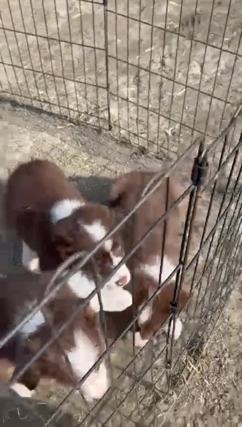 Border Collie dogs for sale: 3 Male Red Border collies - Video 1