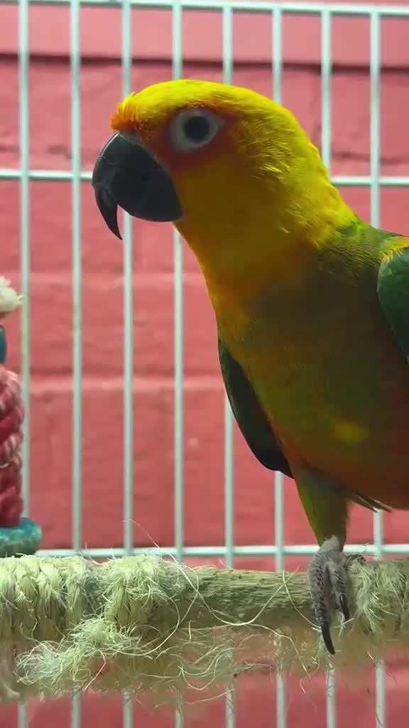 Conures birds for sale: Jenday Conure with cage  - Video 1