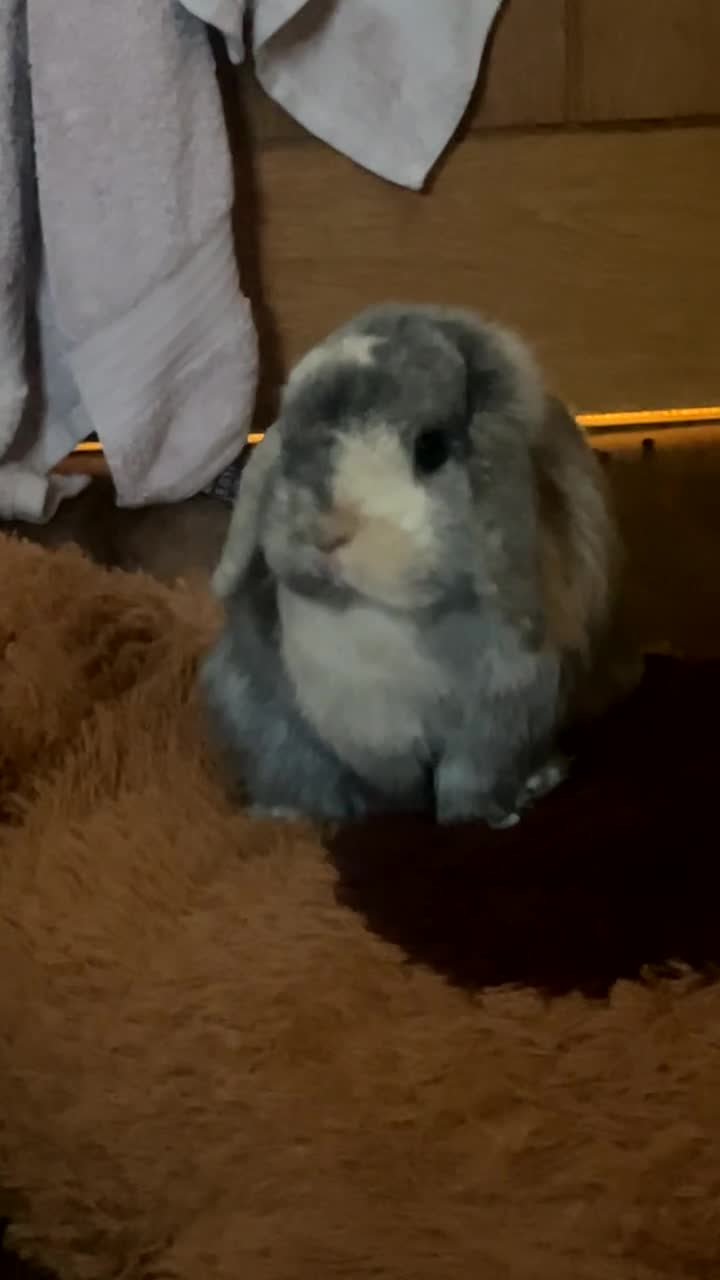 Mini Lop rabbits for sale: adorable bunny rehoming 🤞🏼 - Video 1