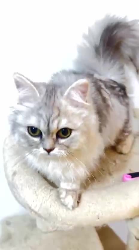 Persian cats for sale: Sliver tip Persian  ready to leave - Video 1