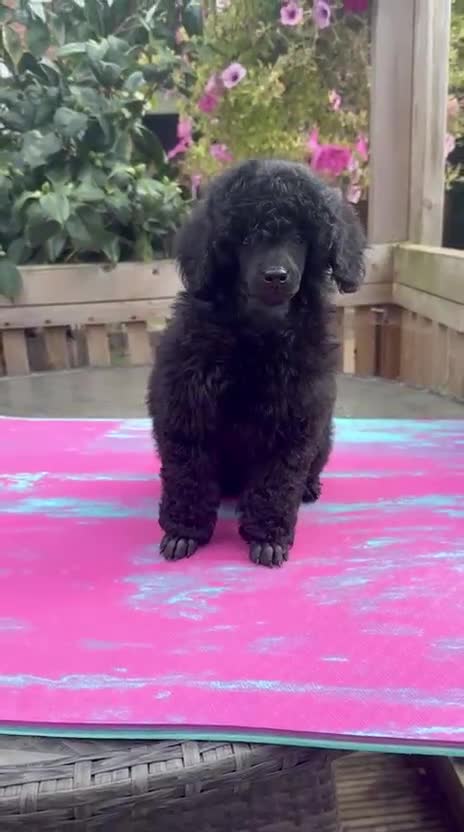 Miniature Poodle dogs for sale: Signature Miniature Poodle Puppies - Video 3