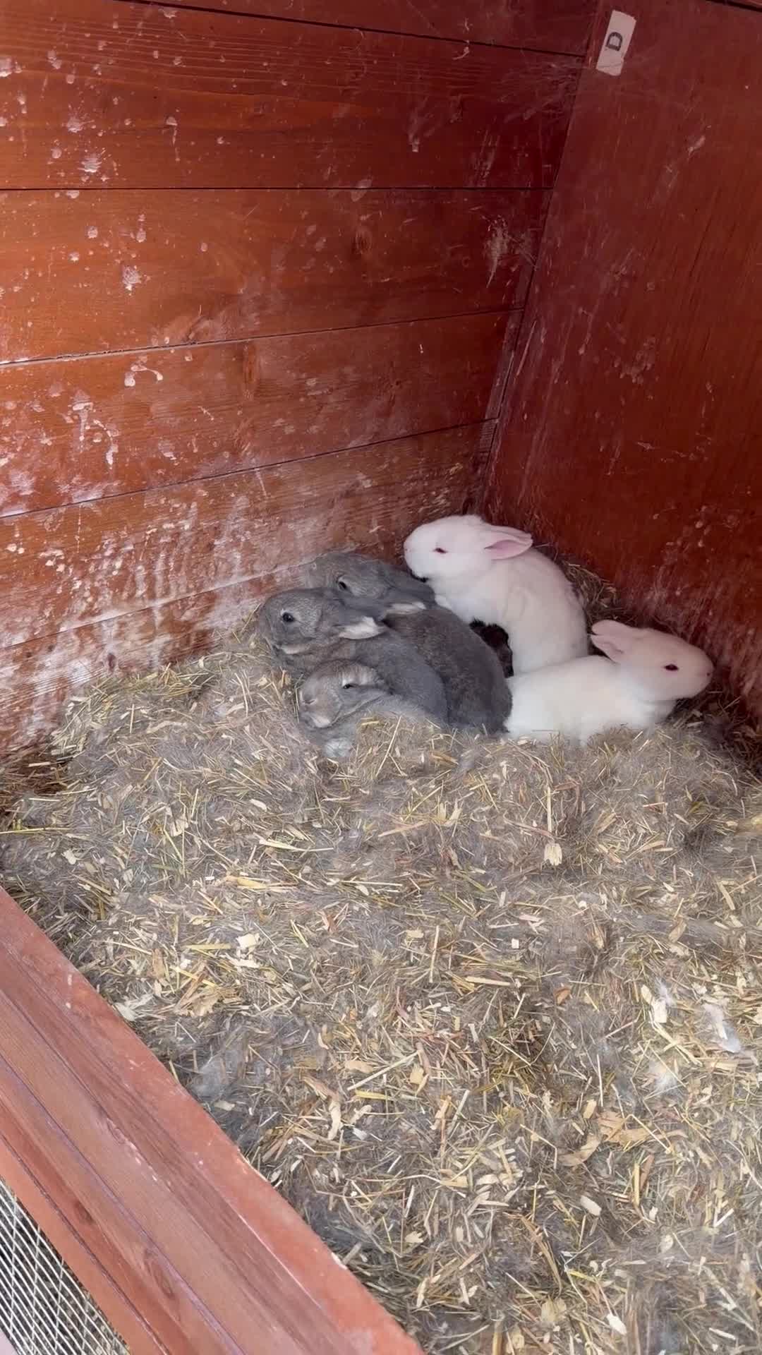 Flemish rabbits for sale: Flemish rabbits  in Hartlepool - Video 2