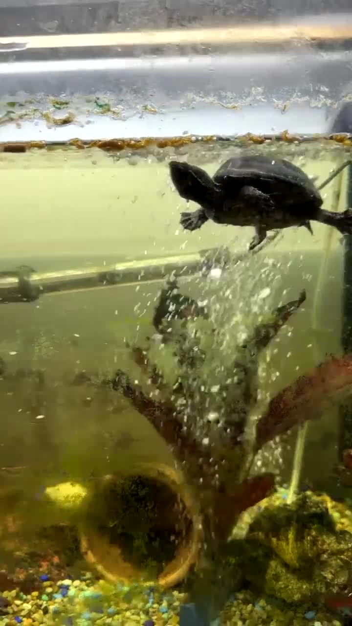 Turtle reptiles for sale: Musk turtle pair - Video 1