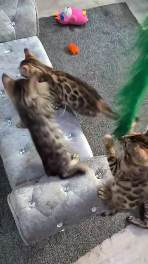 Bengal cats for sale: 🔥✨Pedigree TICA-Registered Bengals - Video 3