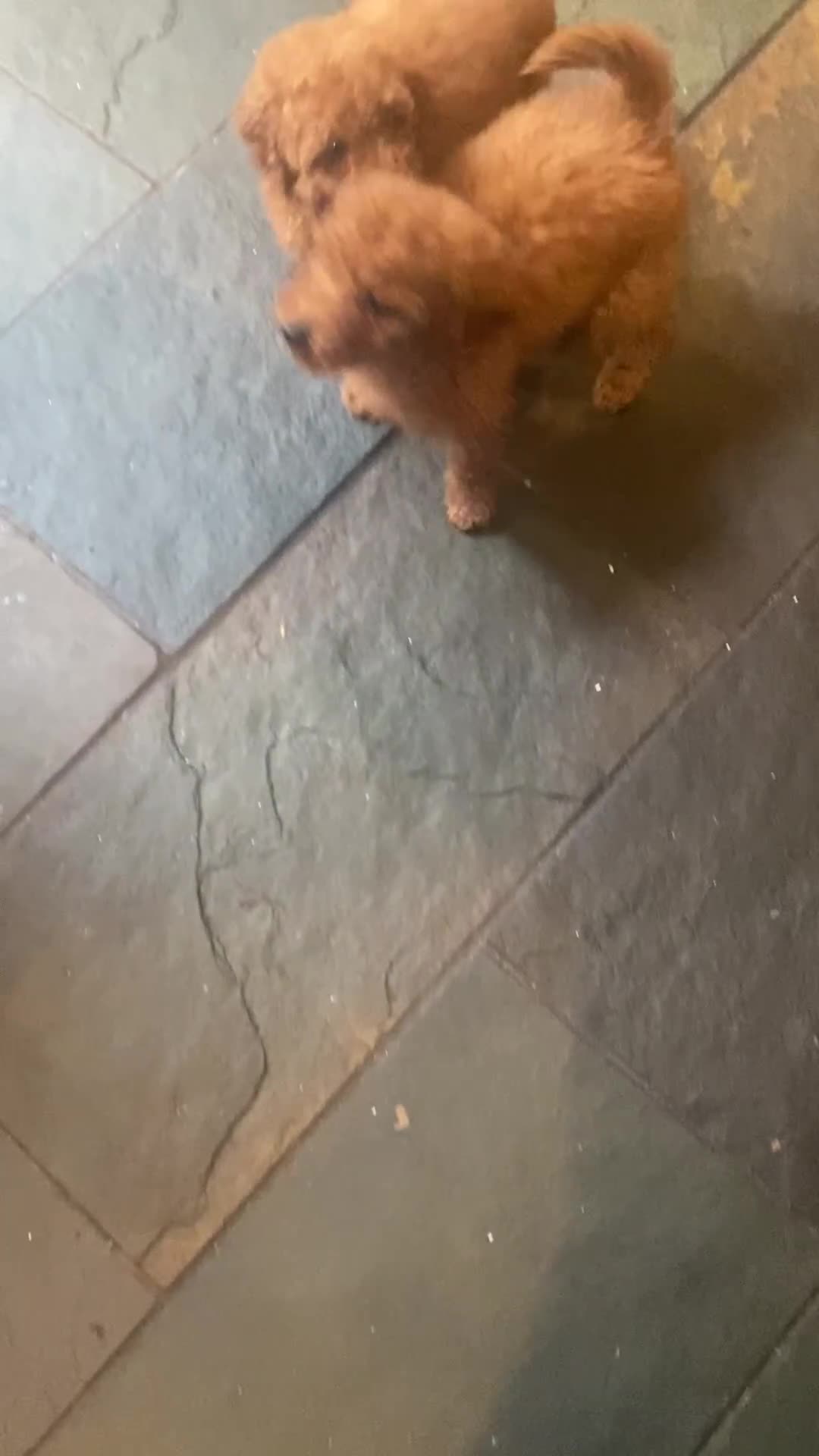 Miniature Poodle dogs for sale: Gorgeous Red Minature Poodles Puppies  - Video 4