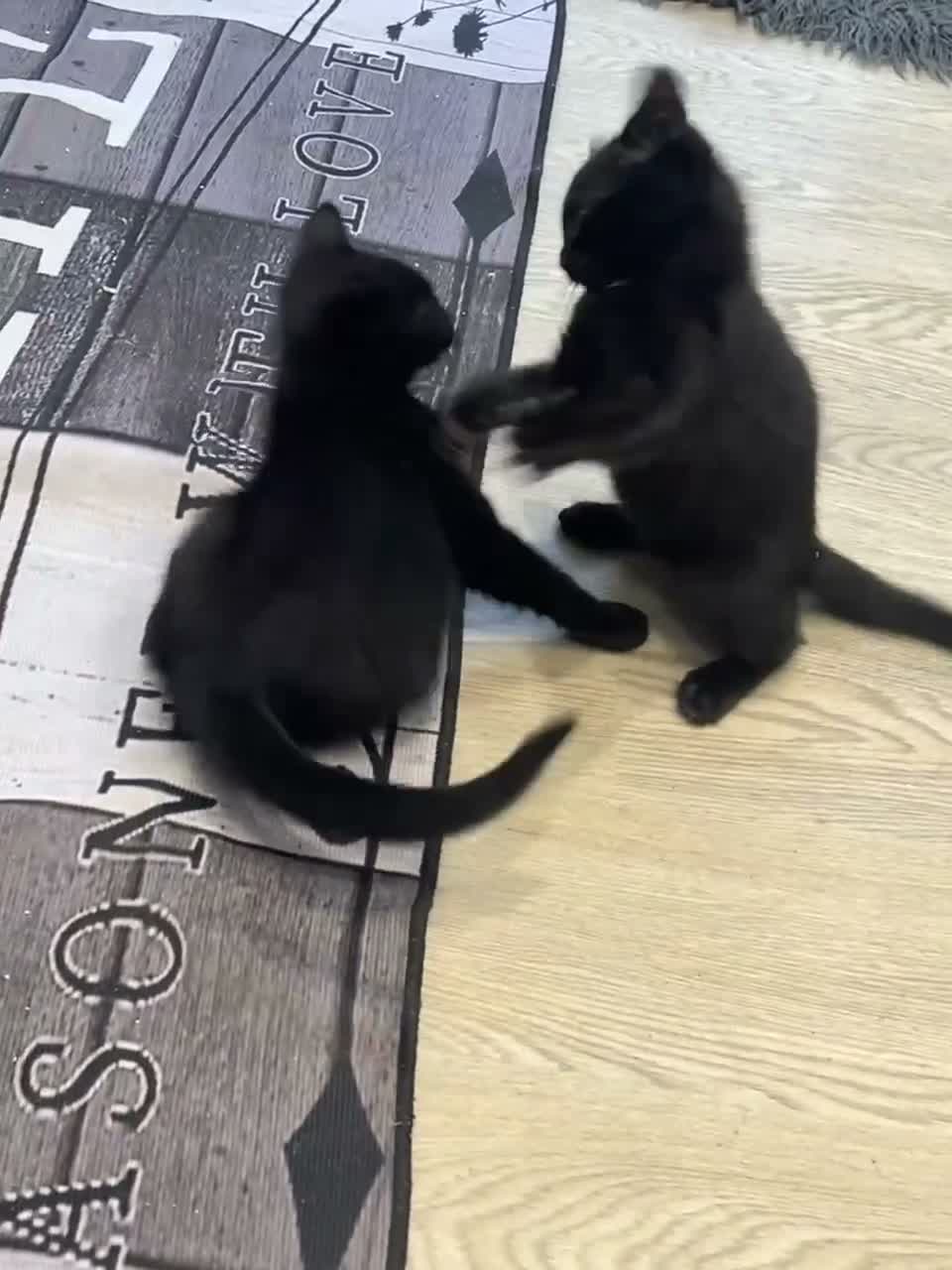 Mixed Breed cats for sale: Two Lovely Black Boy Kittens – 10 Weeks Old 🐈‍⬛ in Leeds - Video 2