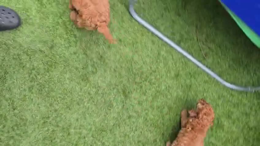 Cockapoo dogs for sale: Cockapoo puppies  - Video 1