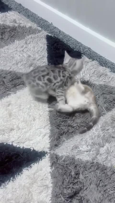 Bengal cats for sale: Bengal tiger kittens  - Video 2