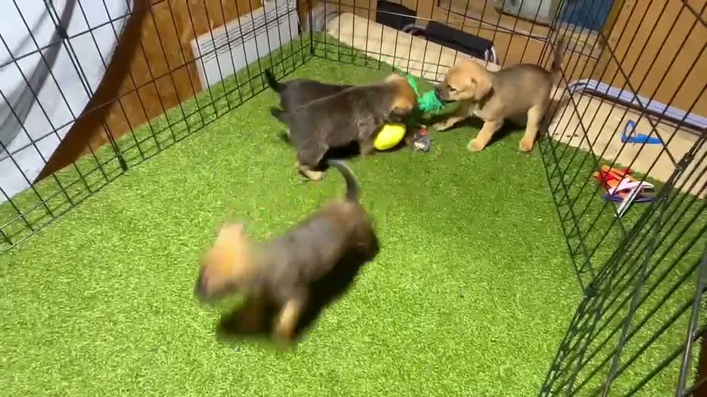 Mixed Breed dogs for sale: Border Lakeland Puppies in Wakefield - Video 1