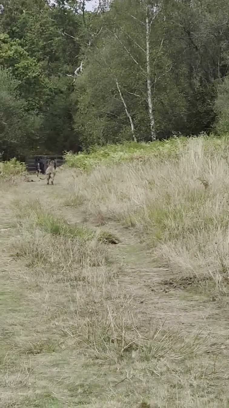 German Shepherd dogs for sale:  Confident & happy GSD looking for her 4ever home - Video 1