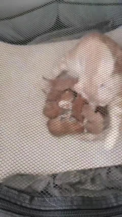 British Shorthair cats for sale: 7 Gorgeous ginger BSHxASH kittens to be rehomed - Video 1