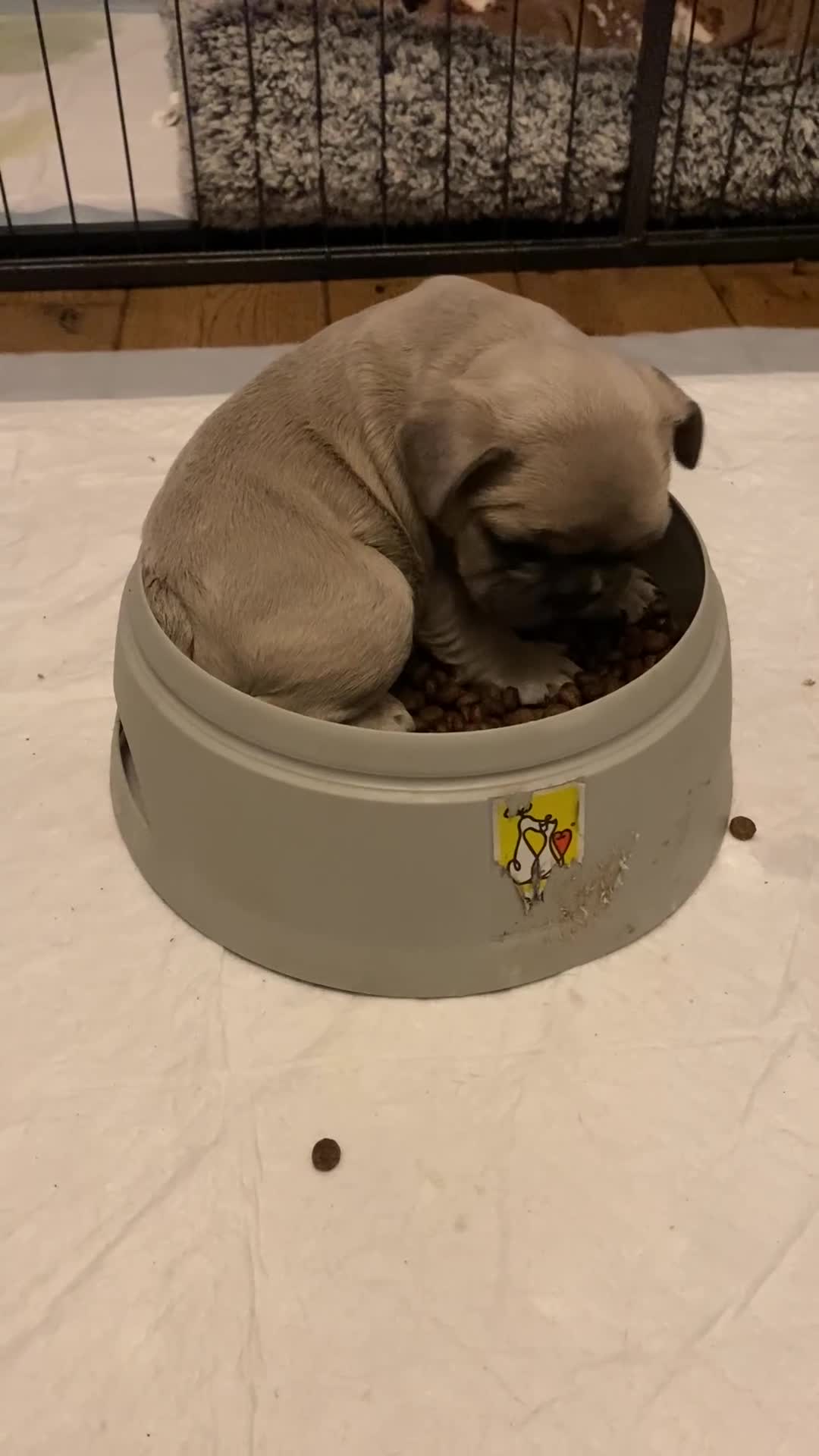 French Bulldog dogs for sale: Ready to leave - Video 2