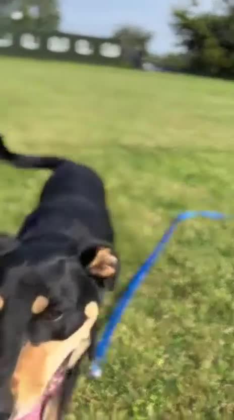 Mixed Breed dogs for adoption: Miss Maddy - 999 days in kennels 💔💔💔 in Caldicot - Video 5