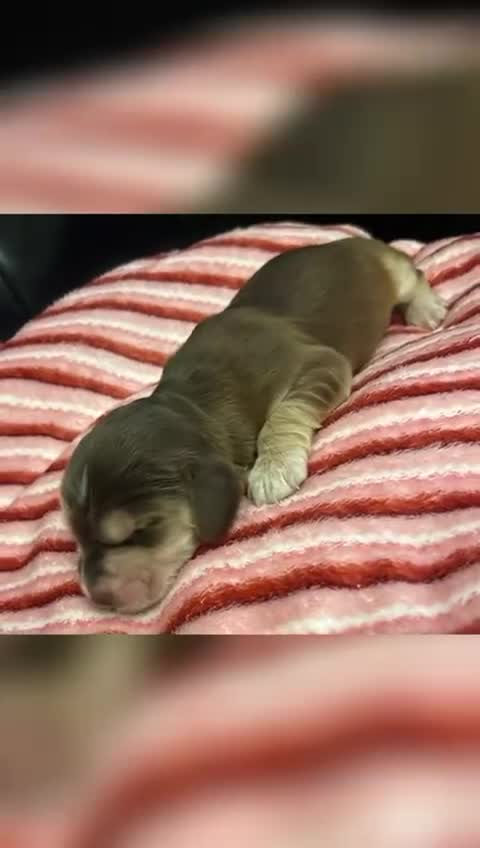 Cocker Spaniel dogs for sale: Show type cocker spaniels  - Video 1