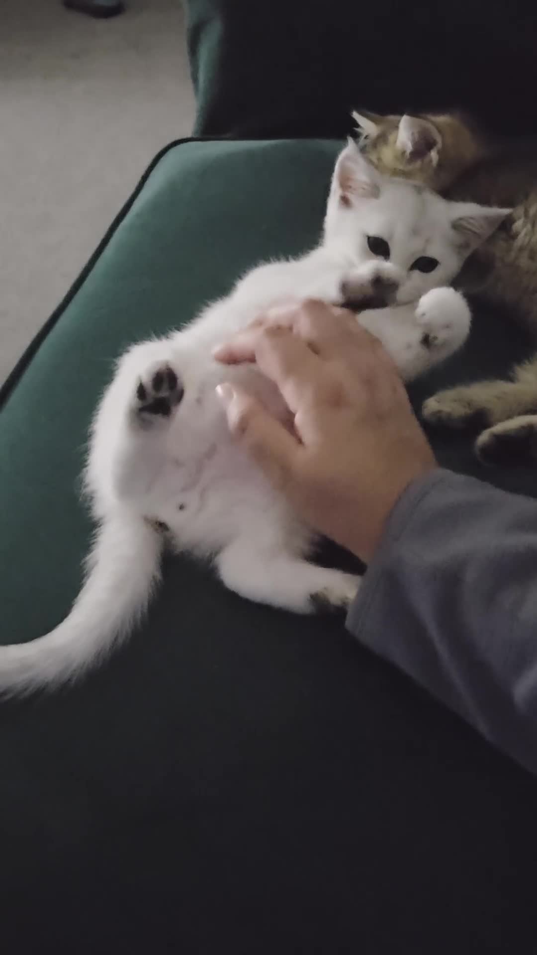 British Shorthair cats for sale: Beautiful 5 kittens  - Video 2