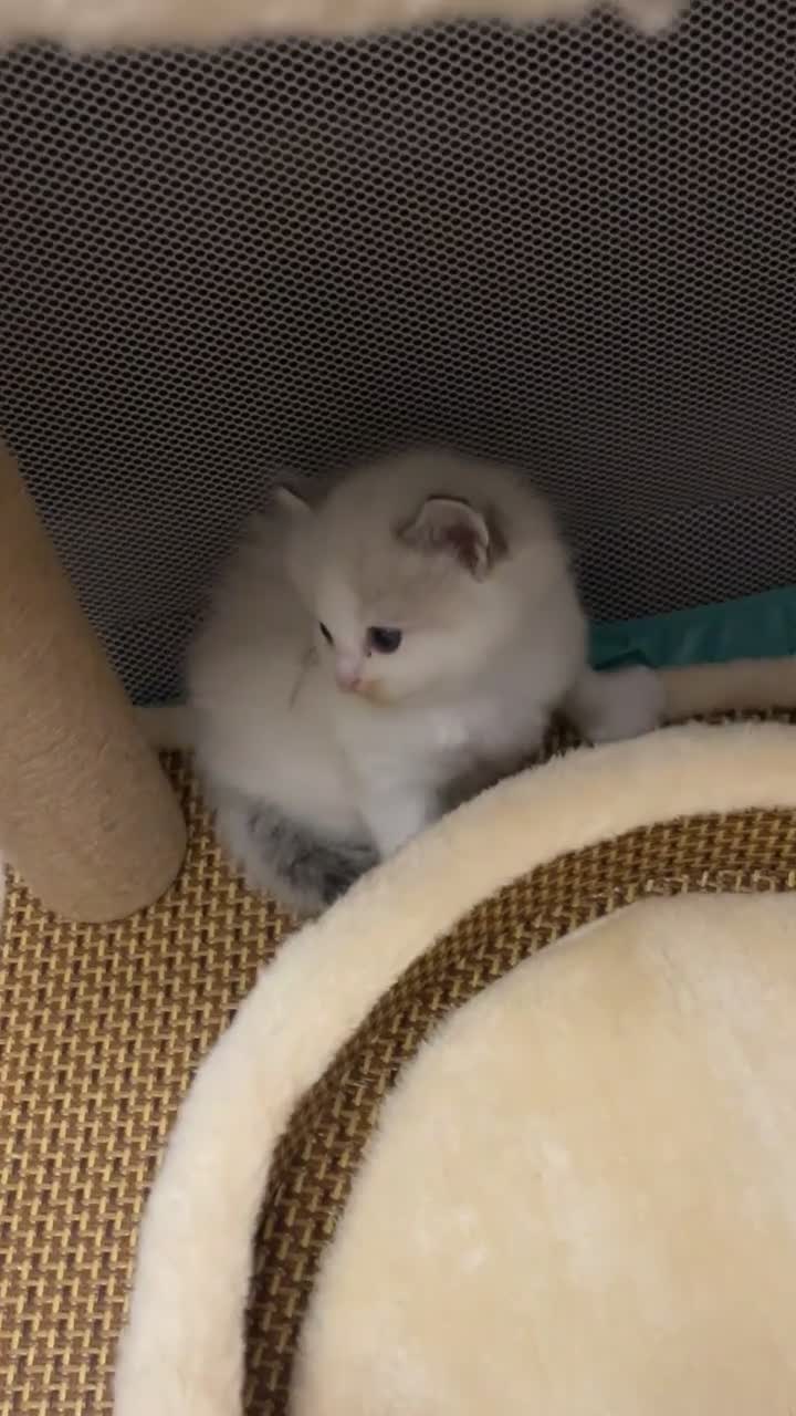 Ragdoll cats for sale: Beautiful boy ragdoll looking for a good home! - Video 1
