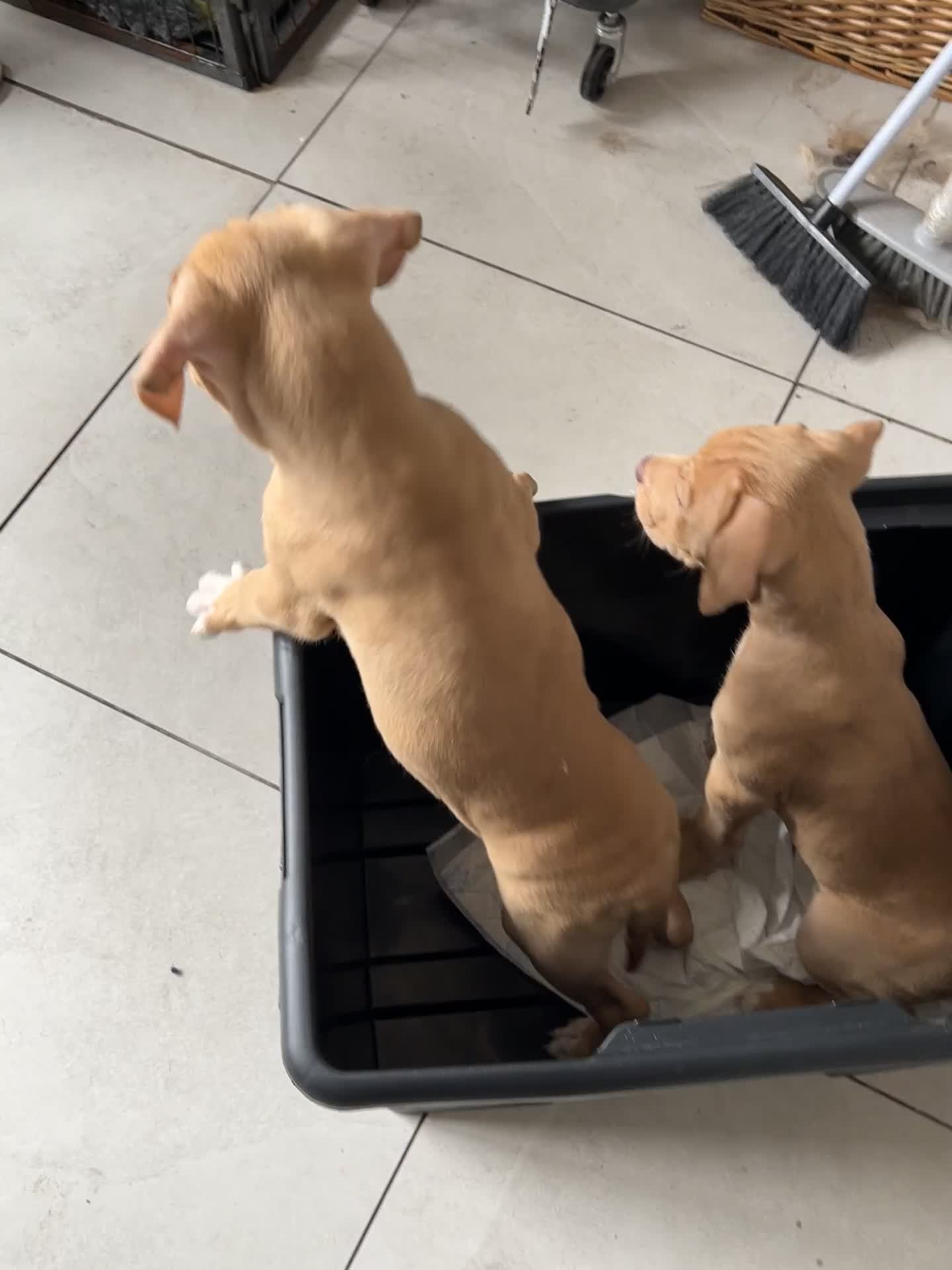 Mastiff dogs for sale: Mastiff X Pups - Video 4