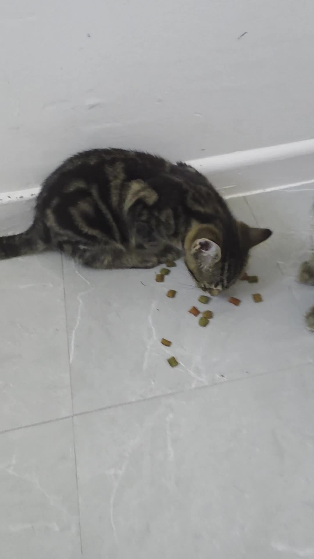 Bengal cats for sale: Bonded Bengal Cross Kittens - Video 1