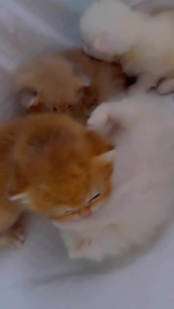 British Shorthair cats for sale: Four British Shorthair kittens available  - Video 1