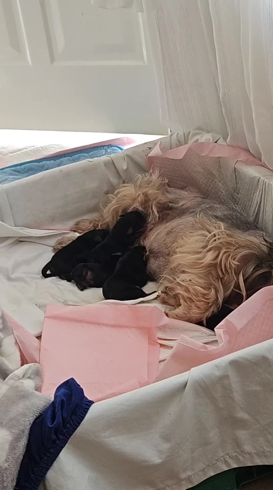 Yorkshire Terrier dogs for sale:  🐾 Beautiful Yorkshire Terrier Boys - Video 2