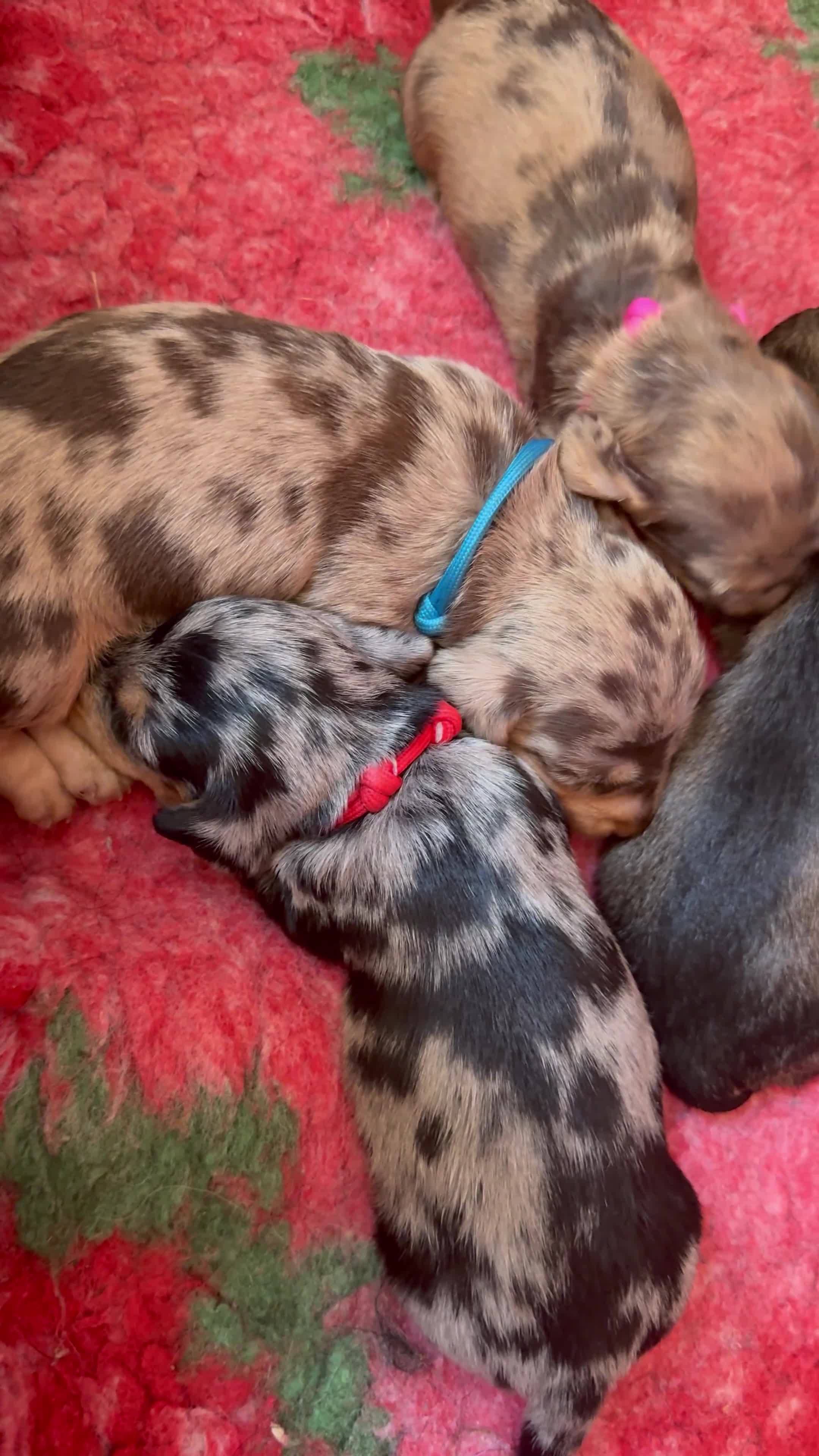 Miniature Dachshund dogs for sale: Miniature Wirehaired Dachshund Puppies  - Video 1