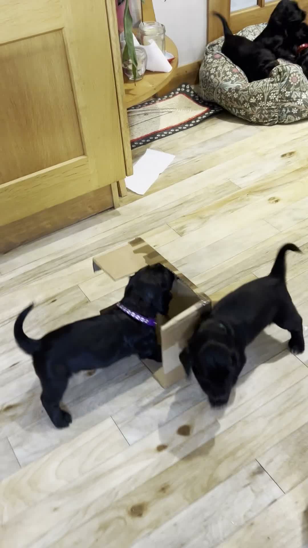 Cocker Spaniel dogs for sale: Cocker Spaniel Puppies, playful, calm temperament - Video 2
