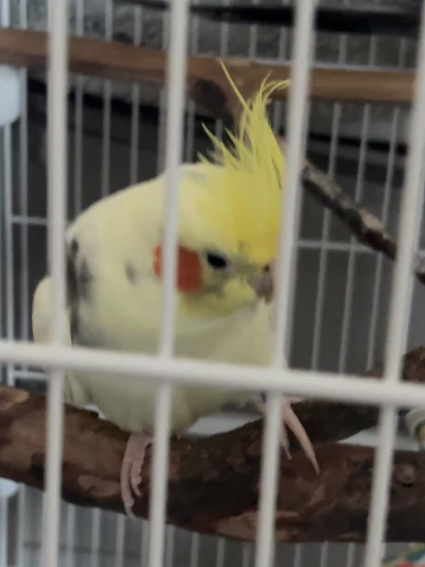Cockatiels birds for sale: Cockatiel for sale  - Video 1