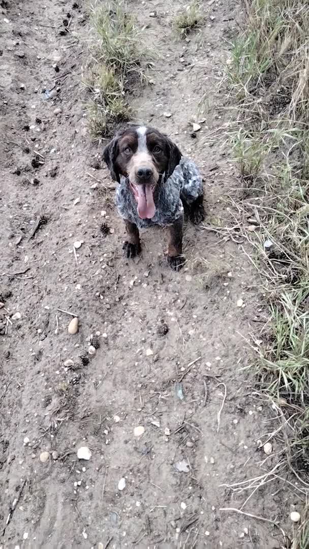 Cocker Spaniel dogs for stud: introducing sammy to the ladies in Diss - Video 1