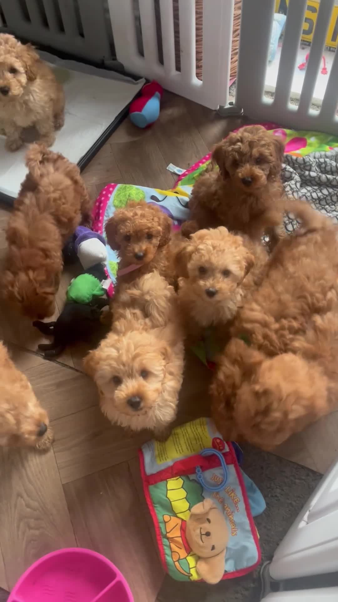 Maltipoo dogs for sale: Fully vaccinated Asian teddy face toy maltpoo🧸 - Video 1